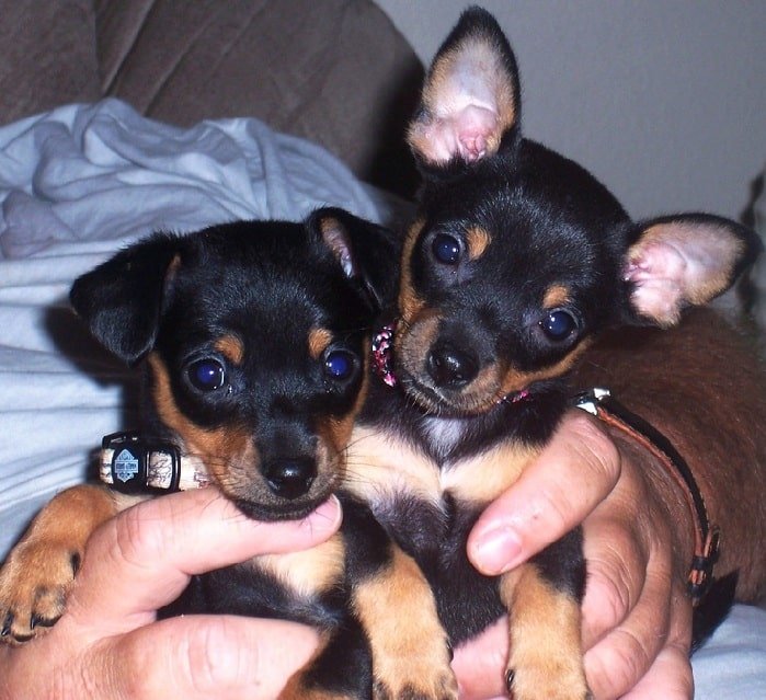 Miniature Pinscher Chihuahua Mix Pictures